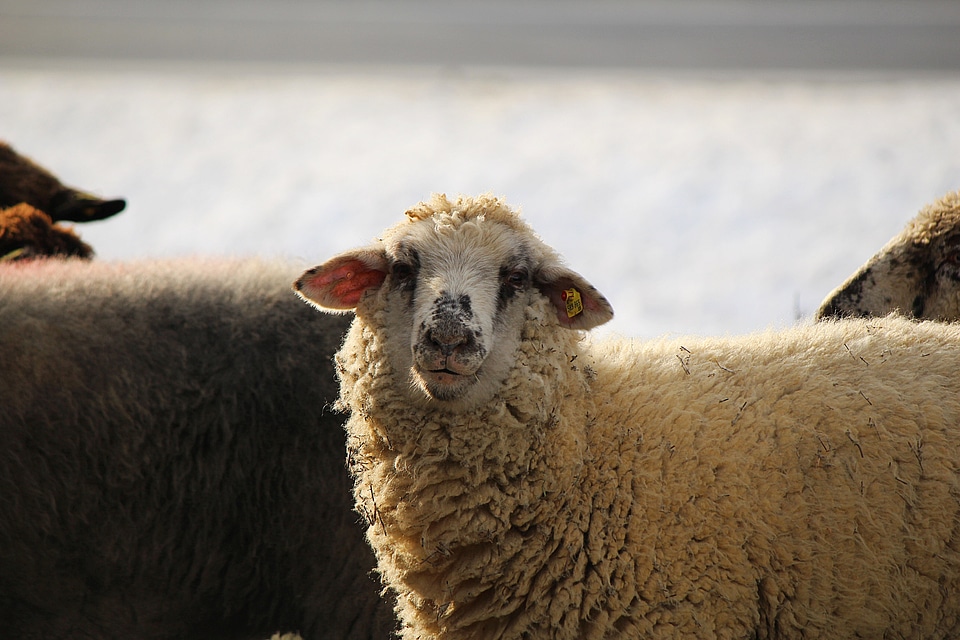 White sheep livestock sheep's wool