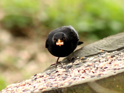 Turdus Merula photo