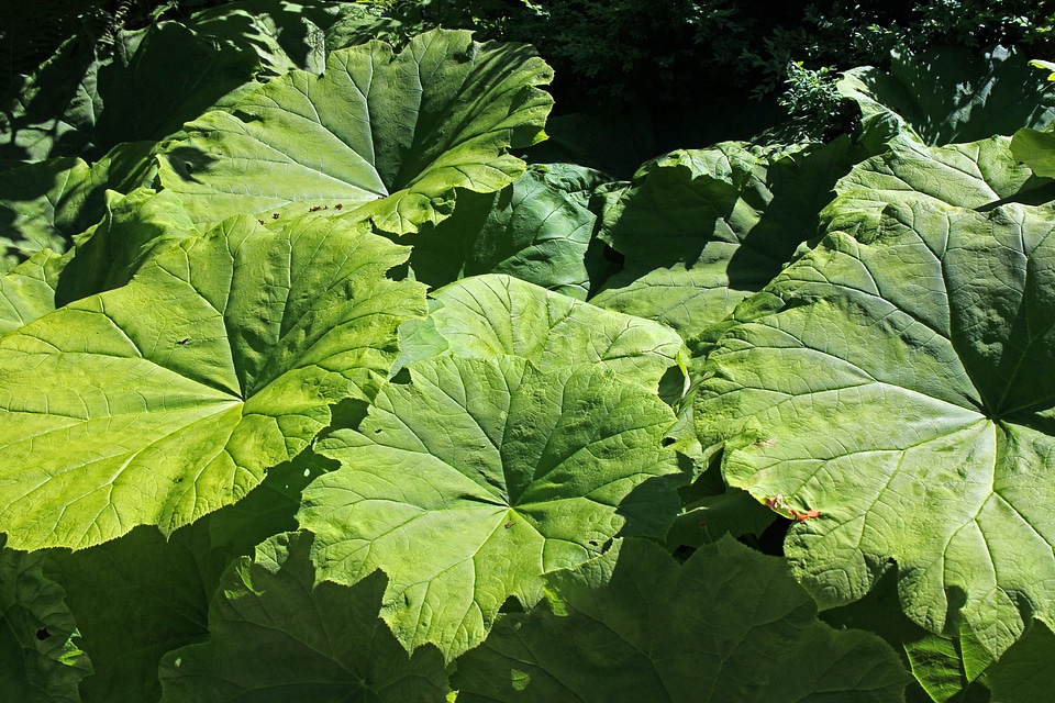 Giant leaf green leaves