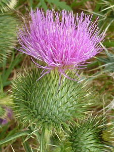 Pink closeup weed photo