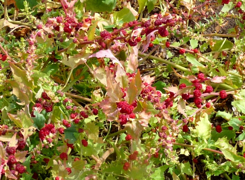 Strawberry Spinach Lower Lovetts Farm