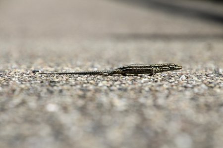 Small Reptile On Gravel photo