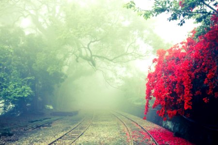 Railway In Mist