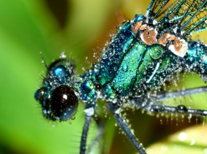 Dew Drops On Dragonfly