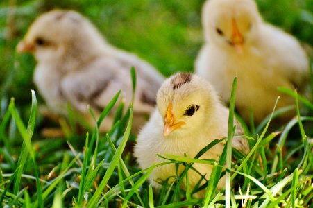 3 Chicks On Green Grass photo