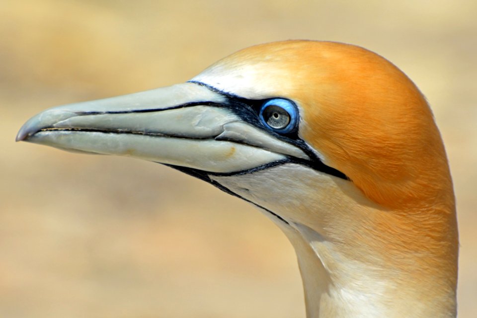 Orange White Bird