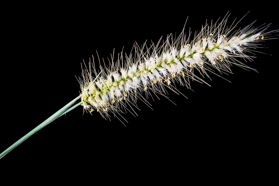 Spike close up plant
