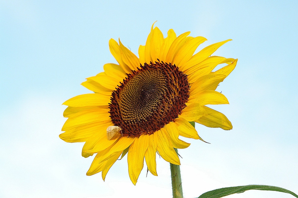Flower summer plant