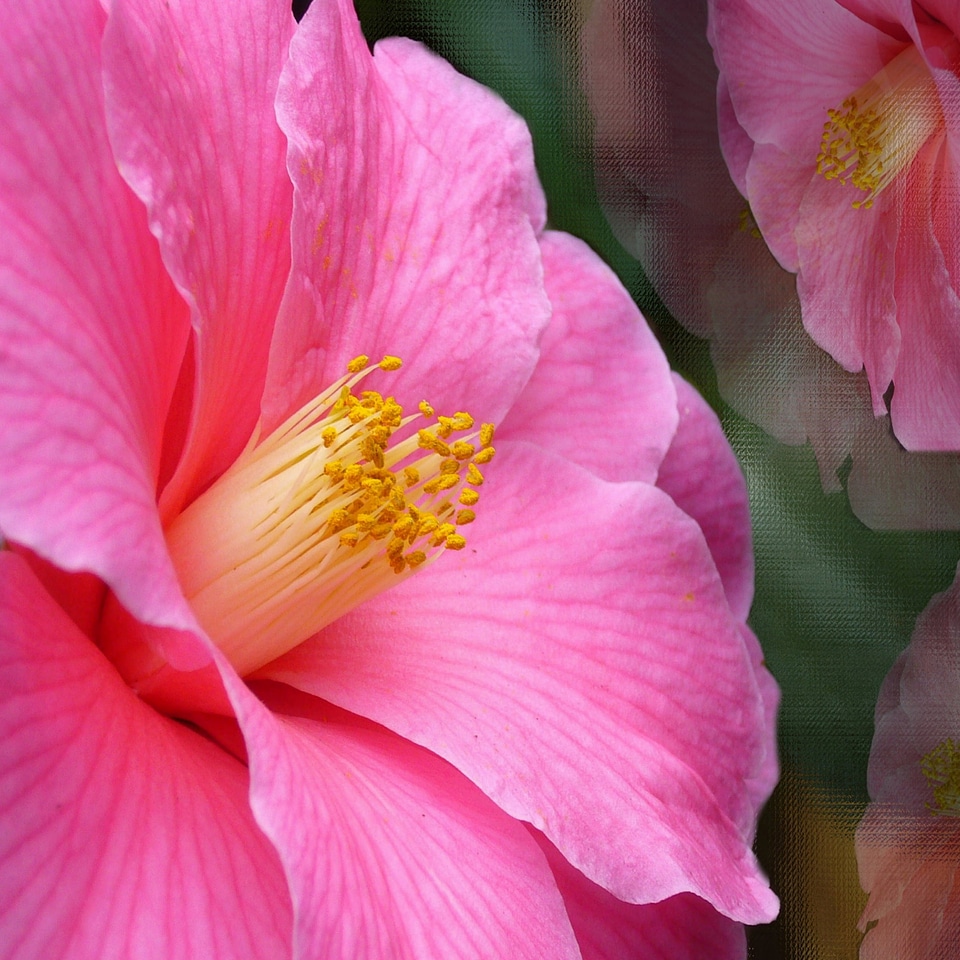 Flowers bloom pink flower