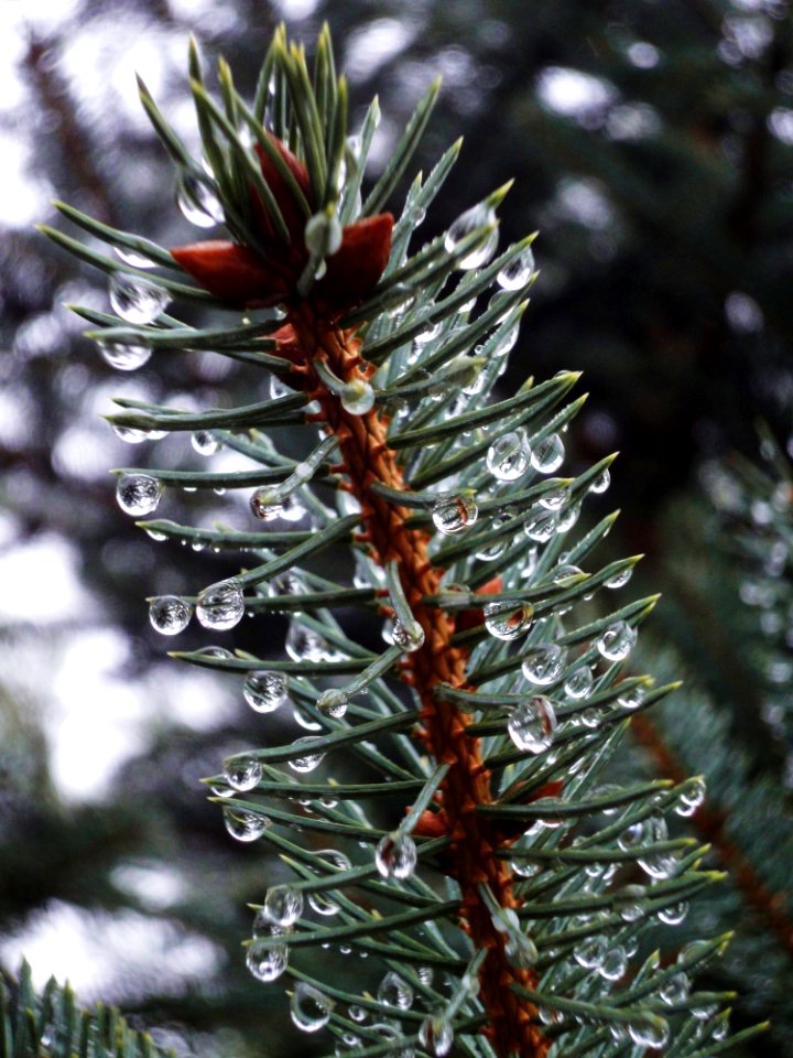 Rain Drops On Pine Branch