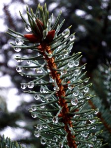 Rain Drops On Pine Branch
