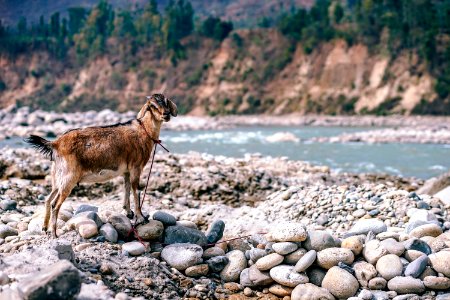 Goat By River photo