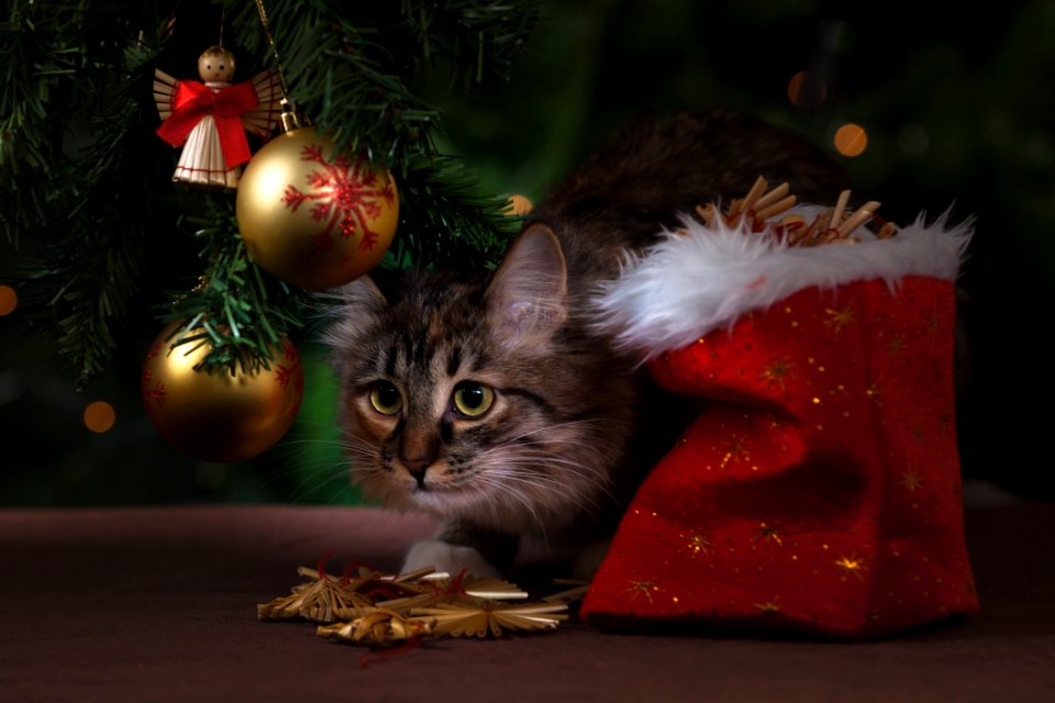 Cat Sneaking Under Christmas Tree