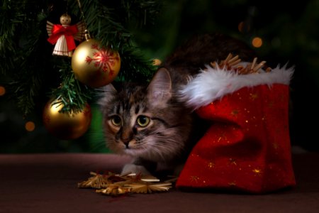 Cat Sneaking Under Christmas Tree photo