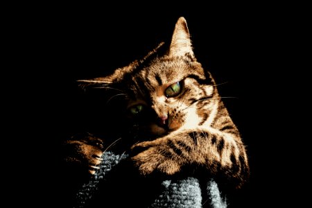 Tabby Cat Portrait photo
