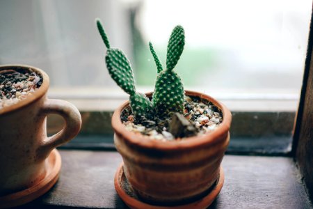 Cactus In Pots On Windowsill photo