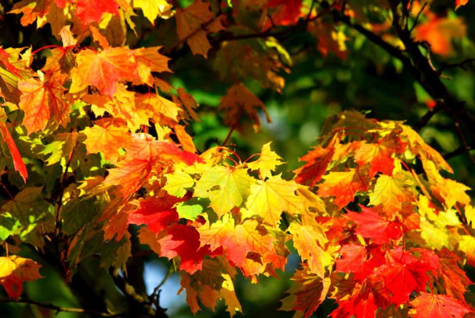 Yellow And Red Leaf Trees