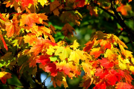 Yellow And Red Leaf Trees photo