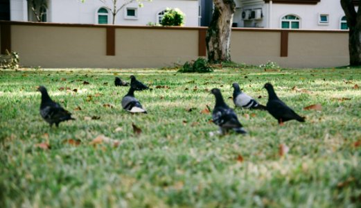 Pigeons In Grass