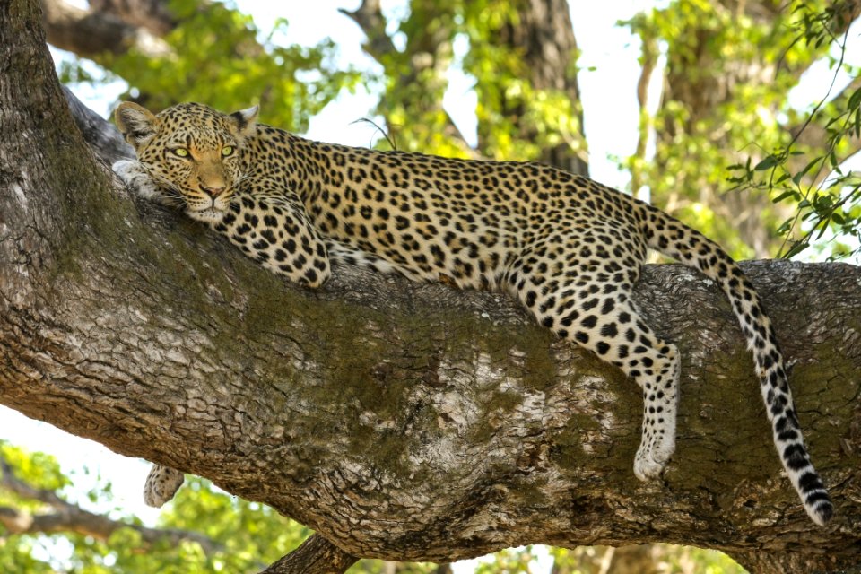Cheetah Lying On Tree Branch During Day Time photo