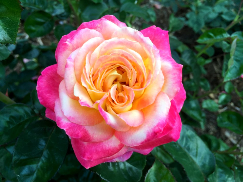 Pink Rose In Garden