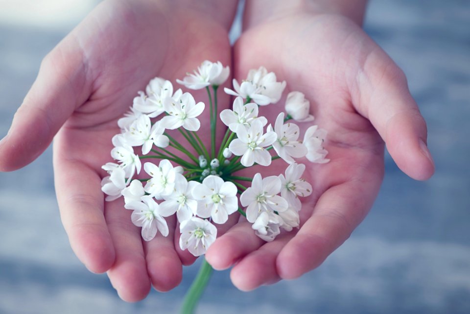 Shallow Focus Photography Of White Flower