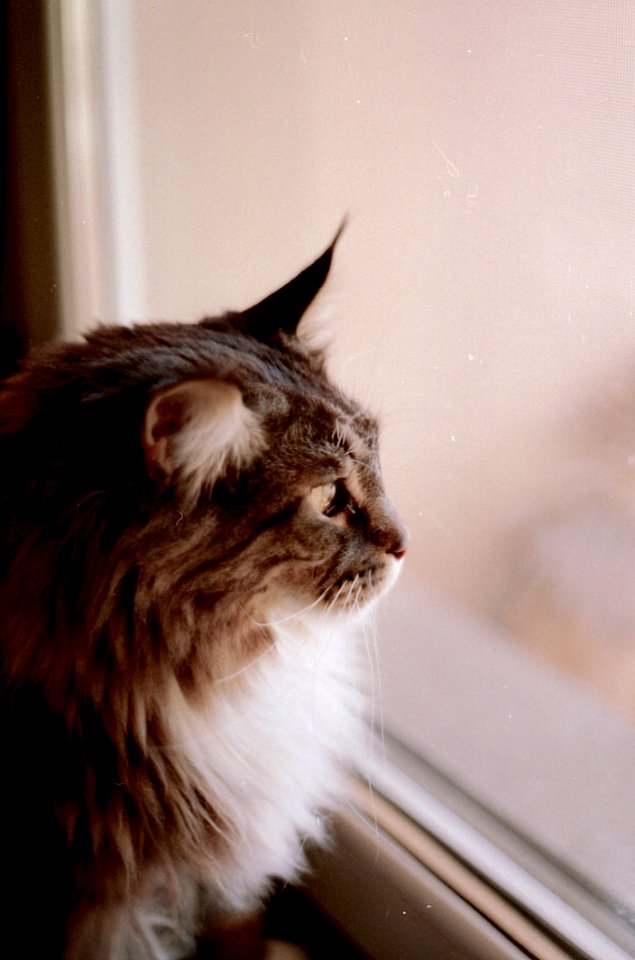 Brown And Gray Haired Cat Looking Out The Glass Window