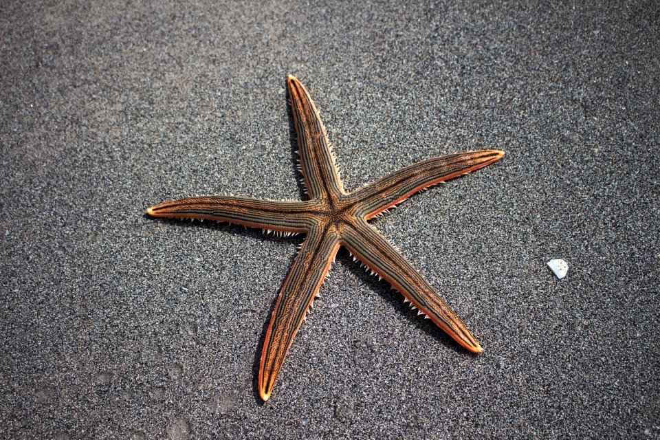 Starfish On Sandy Beach