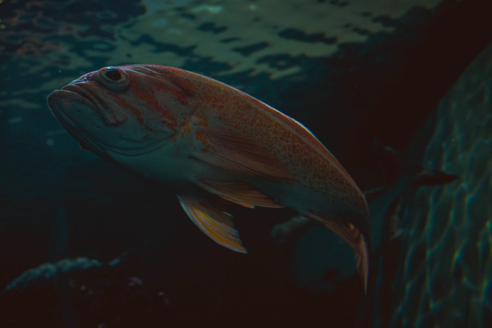Fish Swimming Underwater