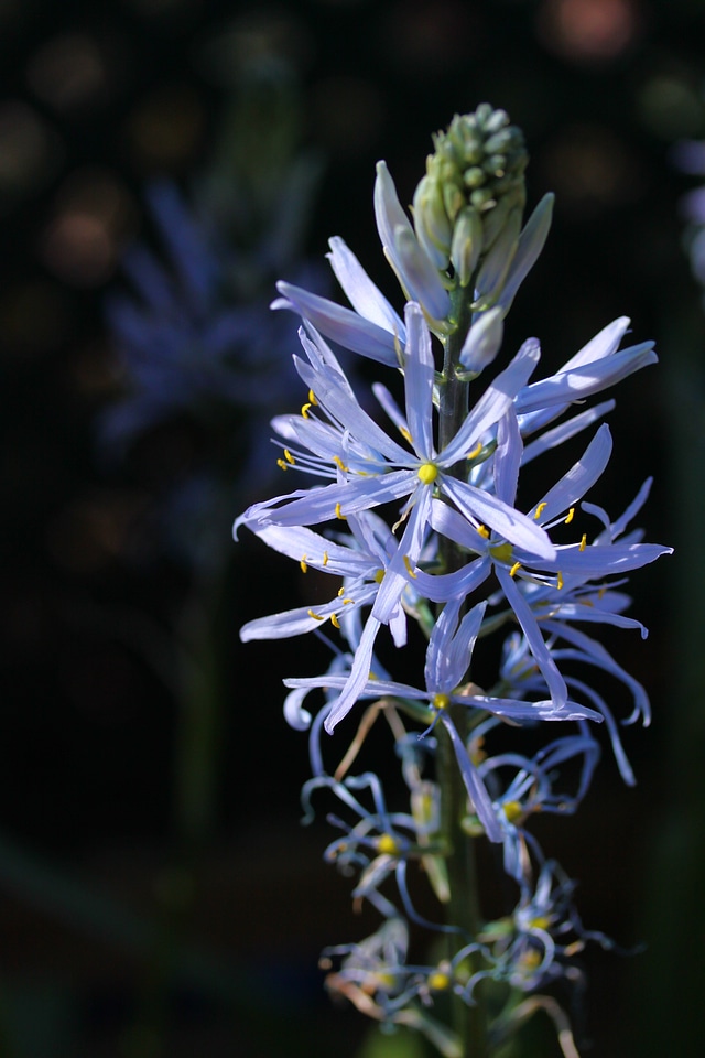 Blue bloom floral