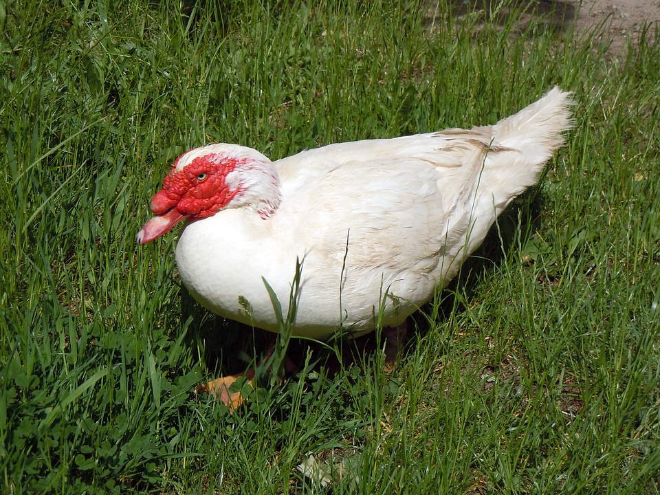 Poultry duck animal