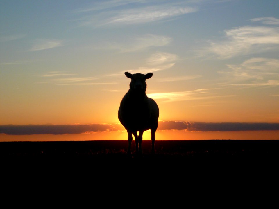 Silhouette Of Cow During Sunset