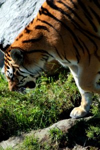 Tiger Close Up photo