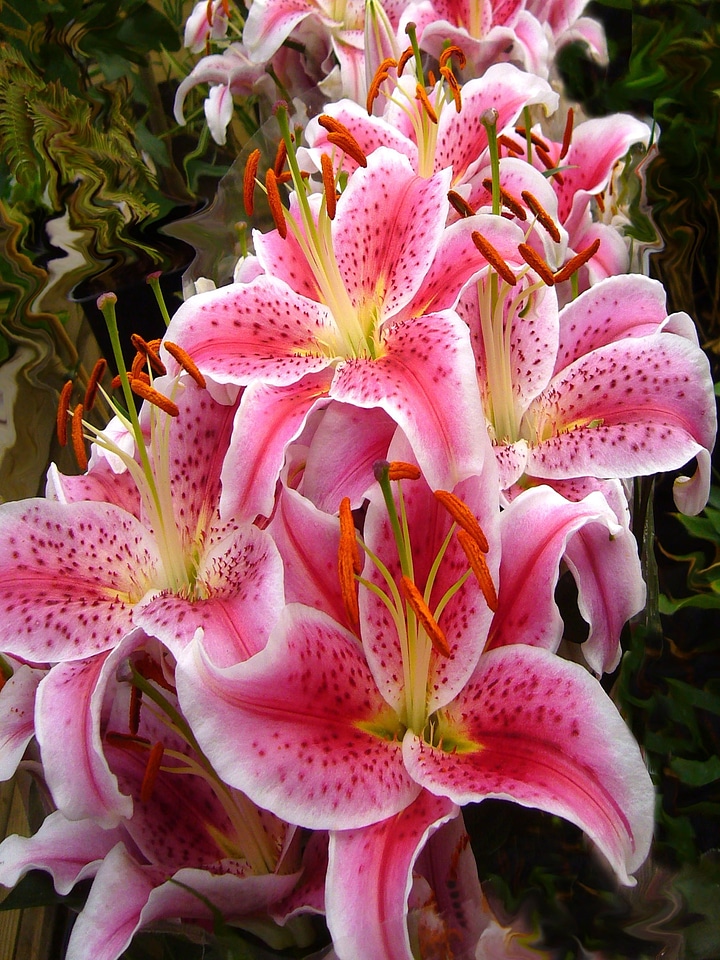 Flowers stargazer floral