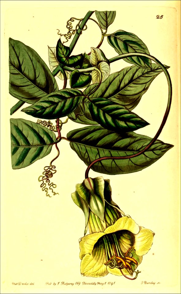 Cobaea Stipularis Vine (1841)