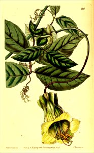 Cobaea Stipularis Vine (1841)