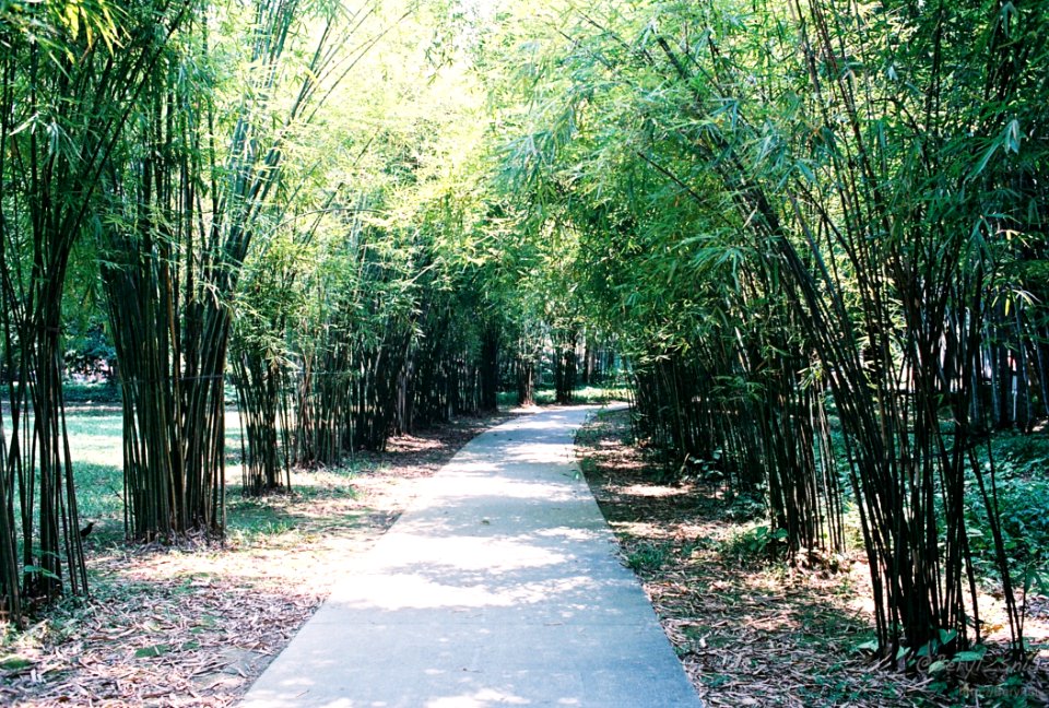 Bamboo