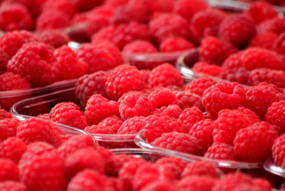 Fresh Red Raspberries