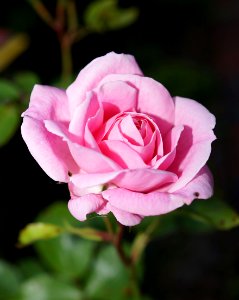 Pink Rose