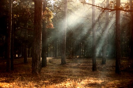 Sunbeams Breaking Through Forest Trees photo