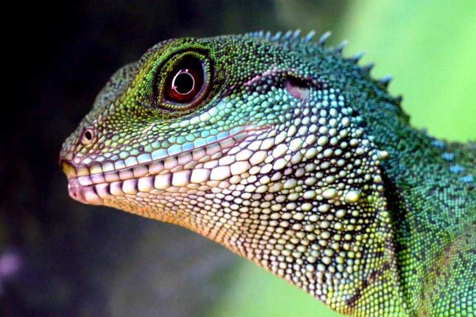 Green Lizard