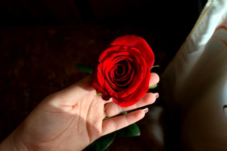 Hand Holding Red Rose photo