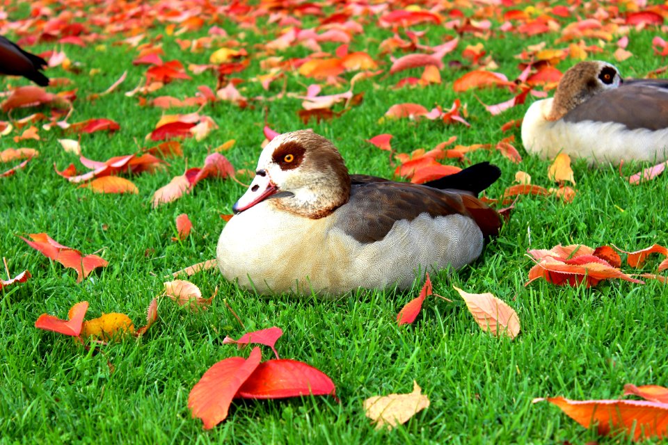 Black And White Duck On Green Grass Field During Daytime