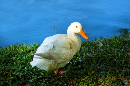White Duck