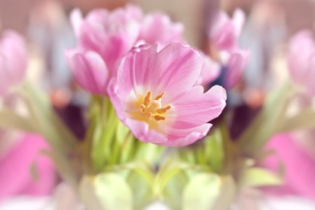 Tulip Flowers photo
