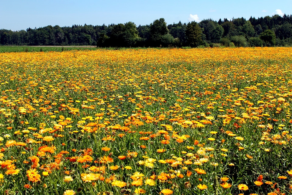 Landscape crop flowers