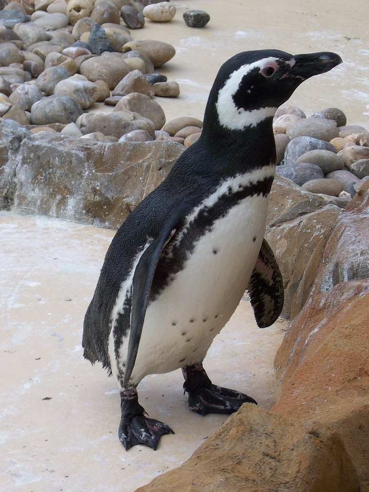 Penguin animal bird
