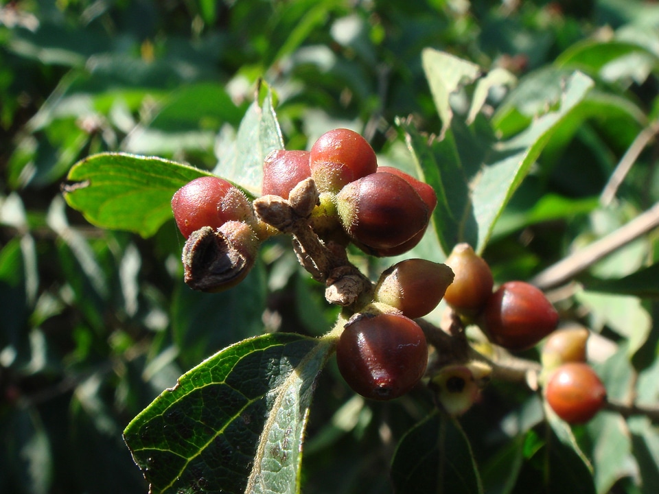 Brown berries autumn food