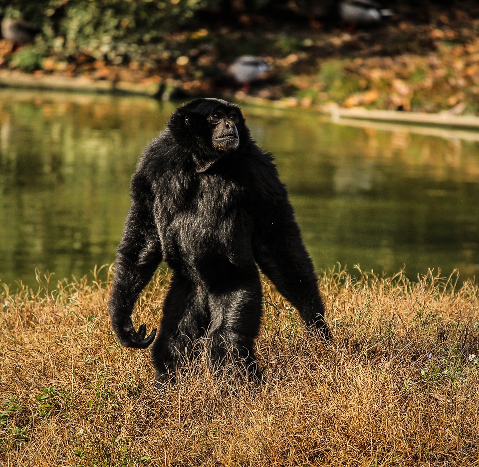 Animal wildlife wild