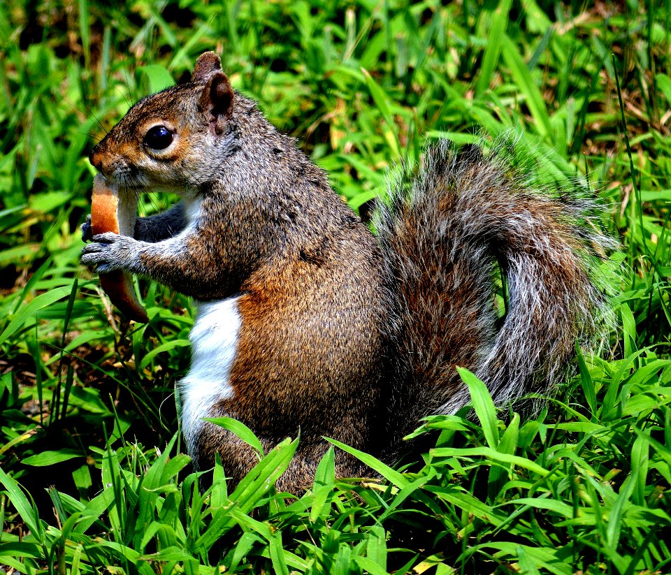 Brown And White Squirel On Green Grass